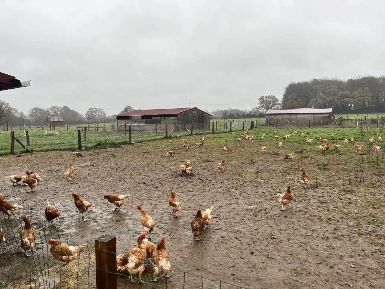Le virus de la grippa aviaire hautement pathogène H5N1 est fortement contagieux chez les volailles. Il contaminent tout un troupeau de poule en seulement quelques jours. Crédit photo : Alexis KIERS