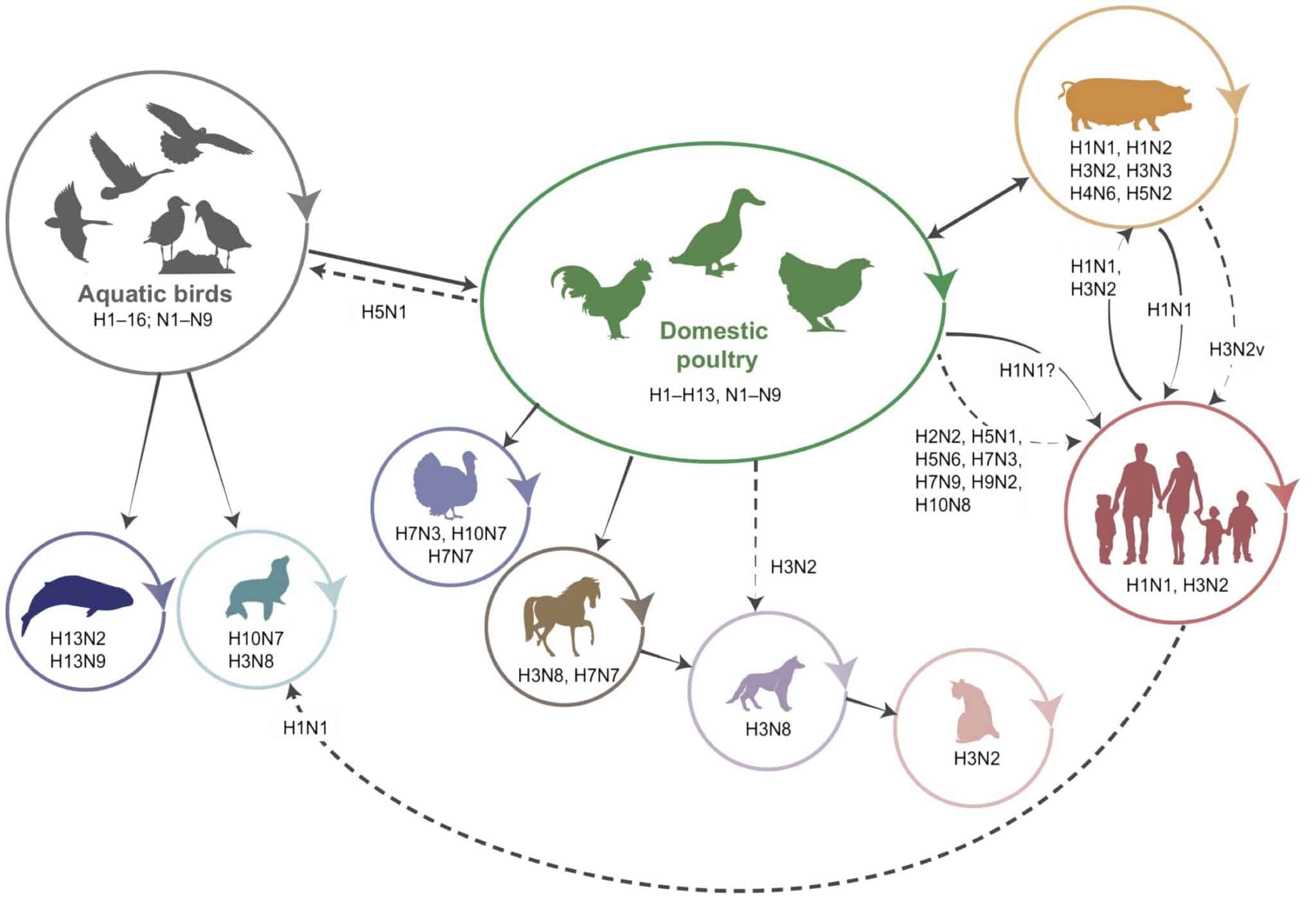 Écologie et évolution adaptive de la transmission inter-espèces de l’influenza de type A. (Crédit photo : Udayan et al. 2016.)
