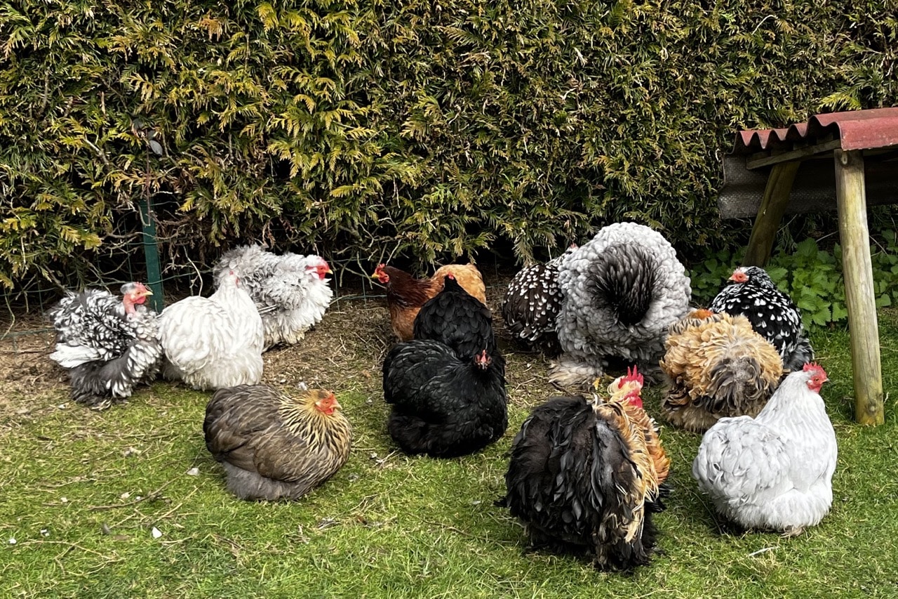 Poules Pekins