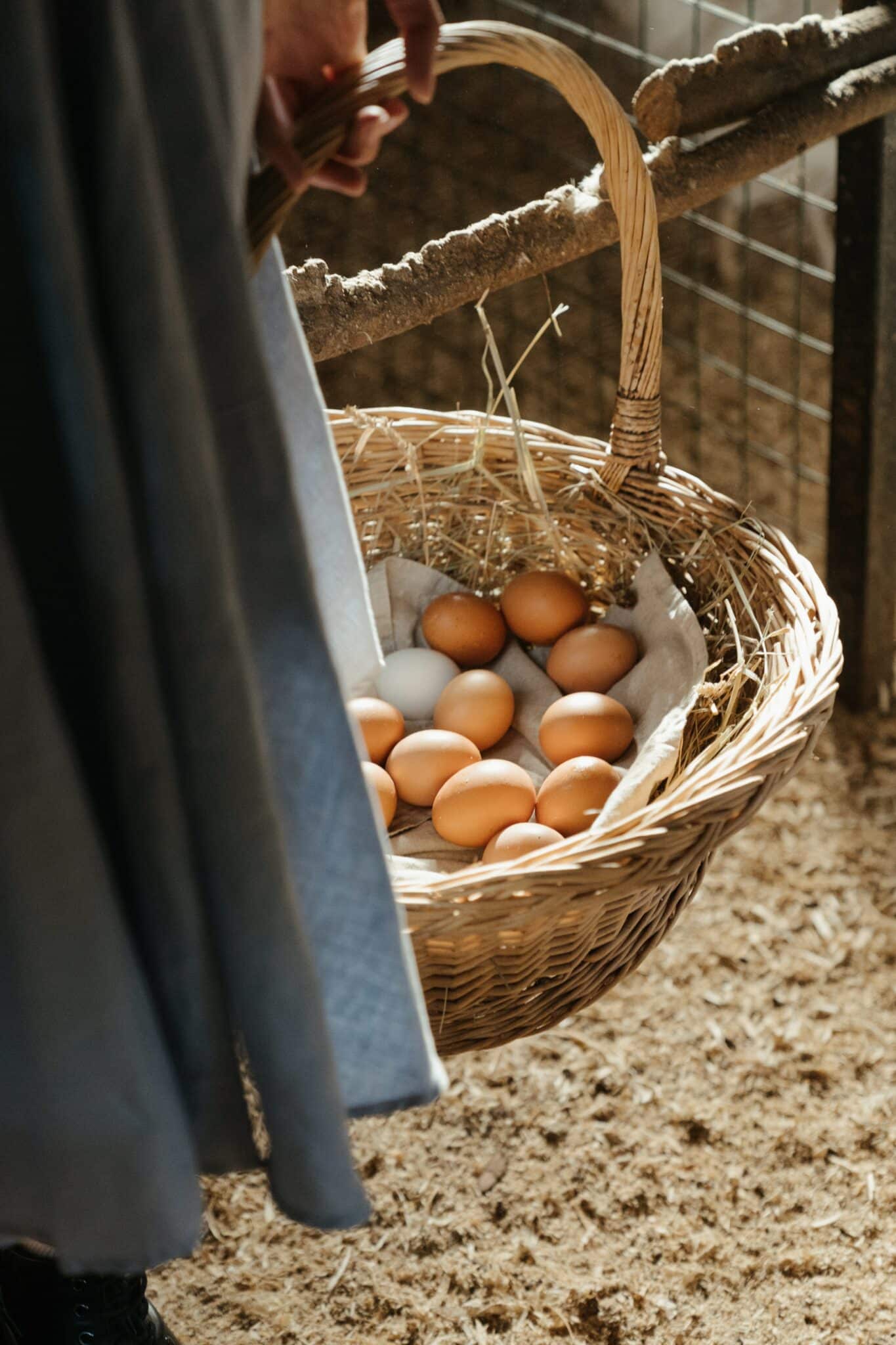 Eggs farm