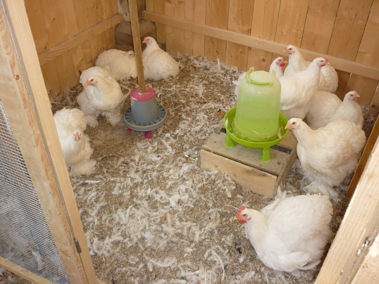 Poule perd ses plumes picafan Poules Pékin blanches