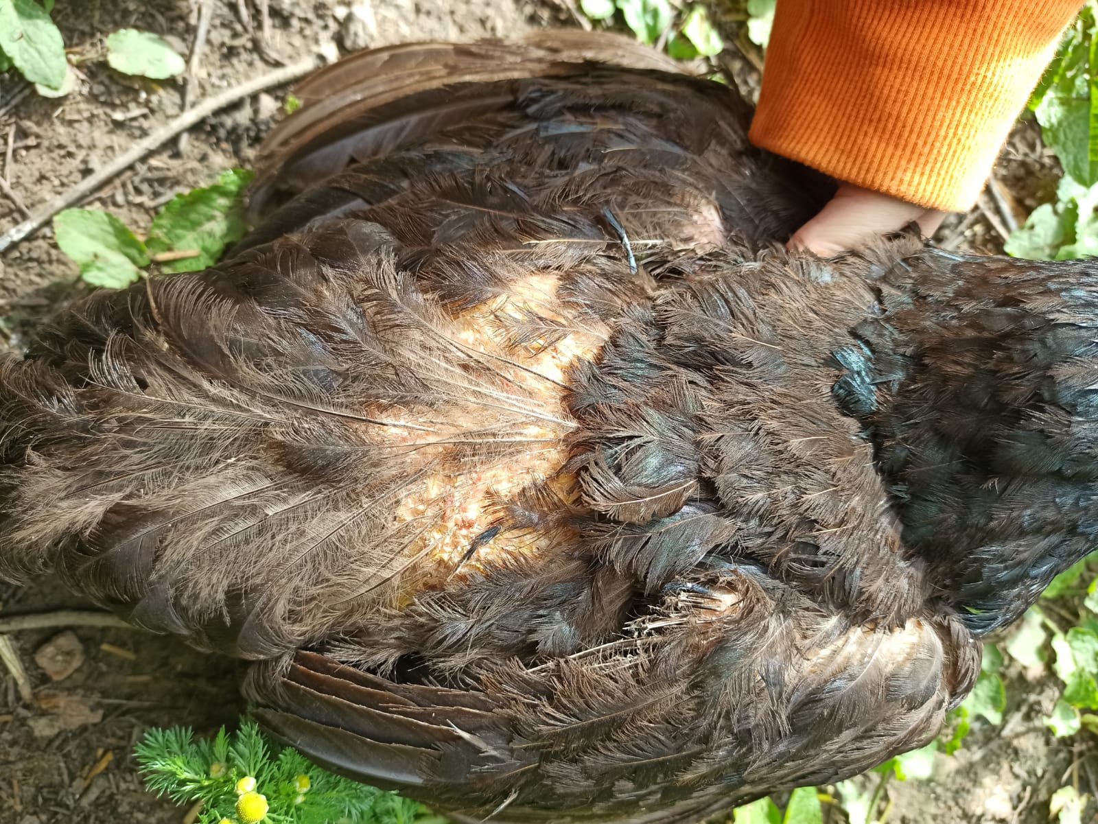 Poule déplumée par un coq ma poule perd ses plumes