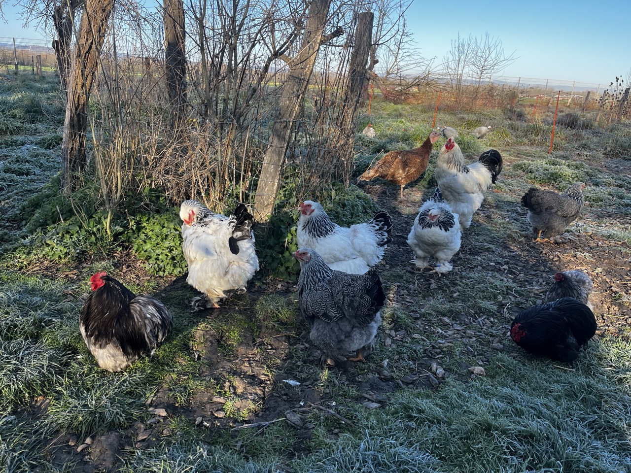 Conditions de vie idéales pour des poules