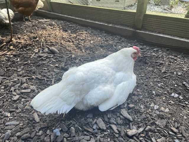 Conditions de vie idéales pour des poules